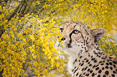 Cheetah (Acinonyx jubatus) adult in blooming flowers, Castile-La Mancha, Spain