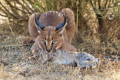 Caracal (Caracal caracal) adult hunting Iberian Hare (Lepus granatensis), Castile-La Mancha, Spain