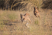 Caracal (Caracal caracal) two adult hunting Iberian Hare (Lepus granatensis), Castile-La Mancha, Spain