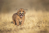 Caracal (Caracal caracal) cub yelling, Castile-La Mancha, Spain