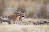 Caracal (Caracal caracal) two cubs on tree trunk, Castile-La Mancha, Spain