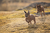 Caracal (Caracal caracal) two cubs running and jumping, Castile-La Mancha, Spain