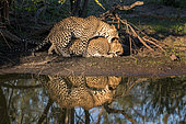 Leopard (Panthera pardus) male and female mating, Sabi Sands, South Africa