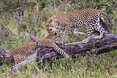 Leopard (Panthera pardus) two together on a tree trunk, Sabi Sands, South Africa