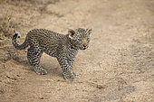 Leopard (Panthera pardus) cub walking along a trail, Sabi Sands, South Africa