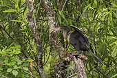 Anhinga (Anhinga anhinga) in the Everglades Swamp, Florida