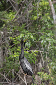 Anhinga (Anhinga anhinga) in the Everglades Swamp, Florida
