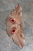 Moth (Lobobunaea phaedusa) posed, Gabon
