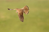 Common Kestrel (Falco tinnunculus) female flying, Utrecht, Netherlands