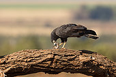 African Harrier-Hawk (Polyboroides typus) perched on a tree trunk, eating a lizard, Kruger National Park, South Africa