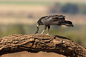 African Harrier-Hawk (Polyboroides typus) perched on a tree trunk, eating a lizard, Kruger National Park, South Africa