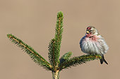 Common Redpoll (Acanthis flammea) male perched on a branch, Netherlands