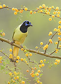 Green Jay (Cyanocorax luxuosus) perched on a flowering branch, Texas, USA