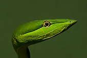 Green Vine Snake (Oxybelis fulgidus) head portrait, Costa Rica