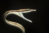 Brown vine snake (Oxybelis aeneus) threatening posture with open mouth, Costa Rica