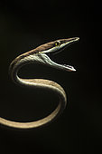 Brown vine snake (Oxybelis aeneus) threatening posture with open mouth, Costa Rica