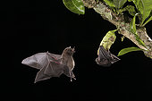 Pallas' Long-tongued Bat (Glossophaga soricina), foraging at calabash tree flower, Costa Rica