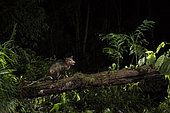 Common Opossum (Didelphis marsupialis) in rainforest at night on tree trunk, Bosque de Paz Cloud Forest Reserve, Costa Rica