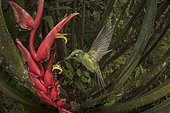 Empress Brilliant (Heliodoxa imperatrix) flying and feeding at Heliconia flower, Mashpi Lodge, Ecuador