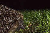 European Hedgehog Erinaceus europaeus in garden at night Holt Norfolk