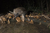 European Hedgehog (Erinaceus europaeus) coming to drink at bird bath in garden at night Holt Norfolk