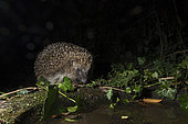 European Hedgehog (Erinaceus europaeus) coming to drink at bird bath in garden at night Holt Norfolk