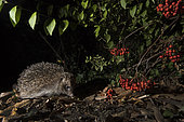 European Hedgehog (Erinaceus europaeus) in garden at night Holt Norfolk