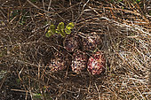 Red Grouse Lagopus lagopus scotica nest and eggs Lochindorb Speyside Scotland