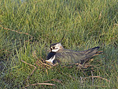 Lapwing Vanellus vanellus incubating eggs on nest North Norfolk May