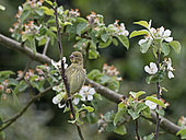 European Greenfinch (Chloris chloris) juvenile May Norfolk