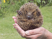 European Hedgehog (Erinaceus europaeus) at rescue centre in garden Norfolk
