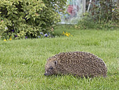 European Hedgehog (Erinaceus europaeus) at rescue centre in garden Norfolk