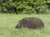 European Hedgehog Erinaceus europaeus at rescue centre in garden Norfolk