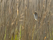 Reed Warbler (Acrocephalus scirpaceus) in song in reedbed North Norfolk spring