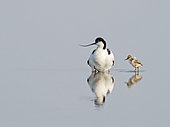 Pied Avocet Recurvirostra avosetta brooding two day old chicks North Norfolk May