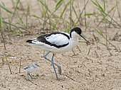 Pied Avocet (Recurvirostra avosetta) brooding two day old chicks North Norfolk May