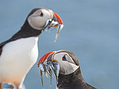 Puffin (Fratercula arctica) with a beakful of fish on Inner Farne, farne Islands Northumberland, June