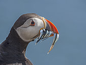 Puffin (Fratercula arctica) with a beakful of fish on Inner Farne, farne Islands Northumberland, June