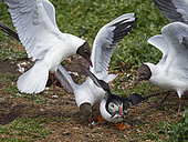 Puffin (Fratercula arctica) with a beakful of fish being robbed by Black-headed Gulls (Chroicocephalus ridibundus) as it returns to breeding colony on Inner Farne, Farne Islands Northumberland, June