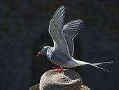 Arctic Tern (Sterna paradisaea) adult perched on head of day tripper Inner Farne Farne Islands Northumberland June