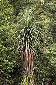 Pencil Pine (Athrotaxis cupressoides), Hartz Mountains National Park, Tasmania, Australia