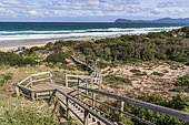Little Penguin (Eudyptula minor) nesting and observatory site Bruny island, Tasmania, Australia