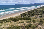 Little Penguin (Eudyptula minor) nesting site Bruny island, Tasmania, Australia