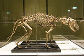 Skeleton of Thylacine (Thylacinus cynocephalus), Hobart Museum, Tasmania, Australia
