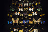 Naturalized Butterflies, Hobart Museum, Tasmania, Australia
