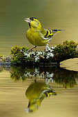 Eurasian Siskin (Spinus spinus) male drinking at a waterhole, Utrecht, Netherlands
