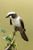 Southern White-crowned Shrike (Eurocephalus anguitimens) perched on a branch, Western Cape, South Africa
