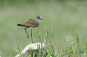 Senegal Lapwing (Vanellus lugubris) perched on a stone in field, Western Cape, South Africa