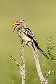 Southern Yellow-billed Hornbill (Tockus leucomelas) perched on a branch, Western Cape, South Africa