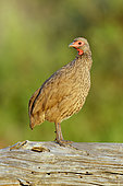 Swainson's Spurfowl (Pternistis swainsonii) perched on a tree trunk, Western Cape, South Africa